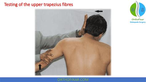 trapezius muscle tear test|trapezius tear testing.